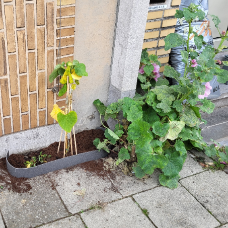 geveltuin geveltuin